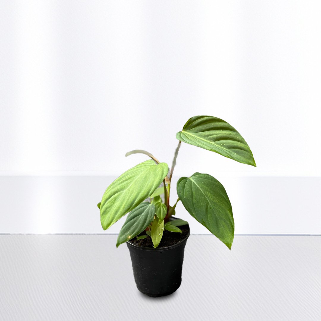 Philodendron SP Columbia